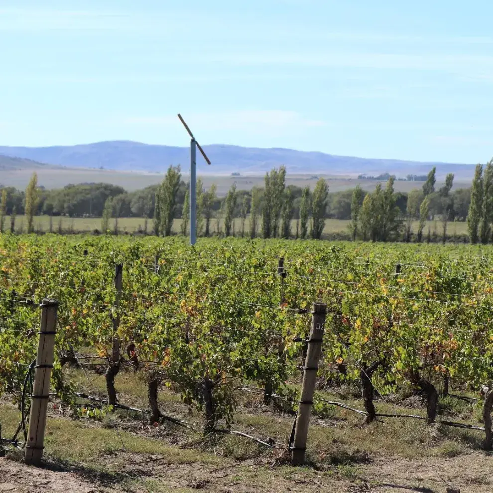 La localidad produce una variedad de vinos entre los que se destacan el Chardonnay, el Merlot y el Malbec