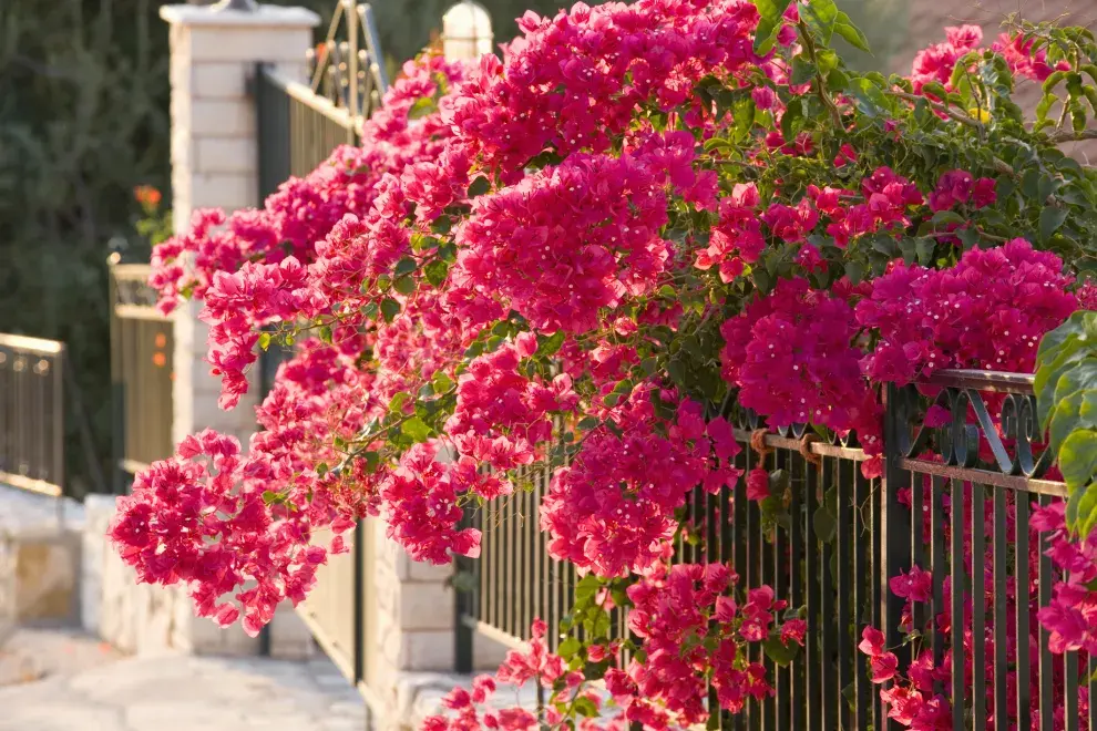 En primavera y en verano la Santa Rita debe regarse de una a dos veces por semana para mantener su floración constante