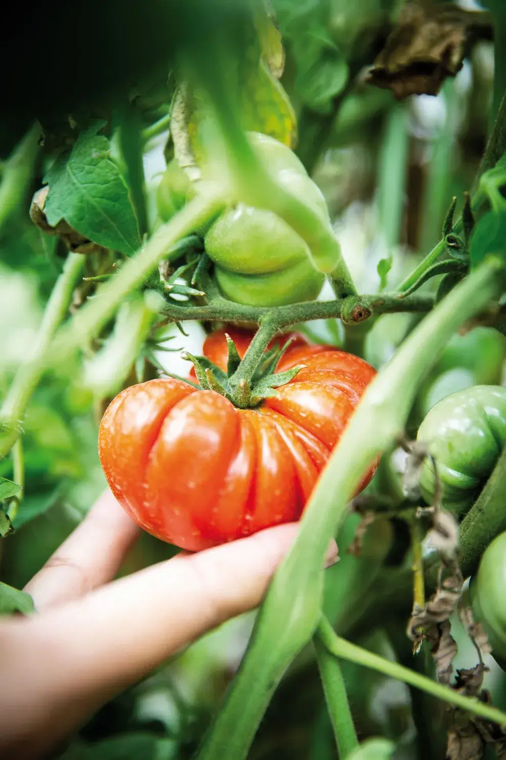 El tomate tiene un interesante valor nutritivo y un alto aporte de vitamina C y provitamina A. Los que maduraron en la planta tienen dosis más altas de esas sustancias.