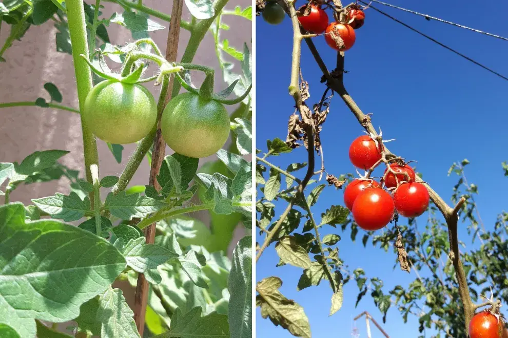 Cuando los frutos aparecen y ganan volumen es momento de prestar atención para tutorear la planta y que no pesen las ramas.