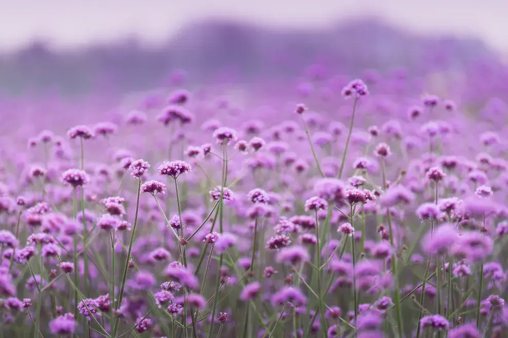 La verbena está llena de florcitas lilas de dulce aroma