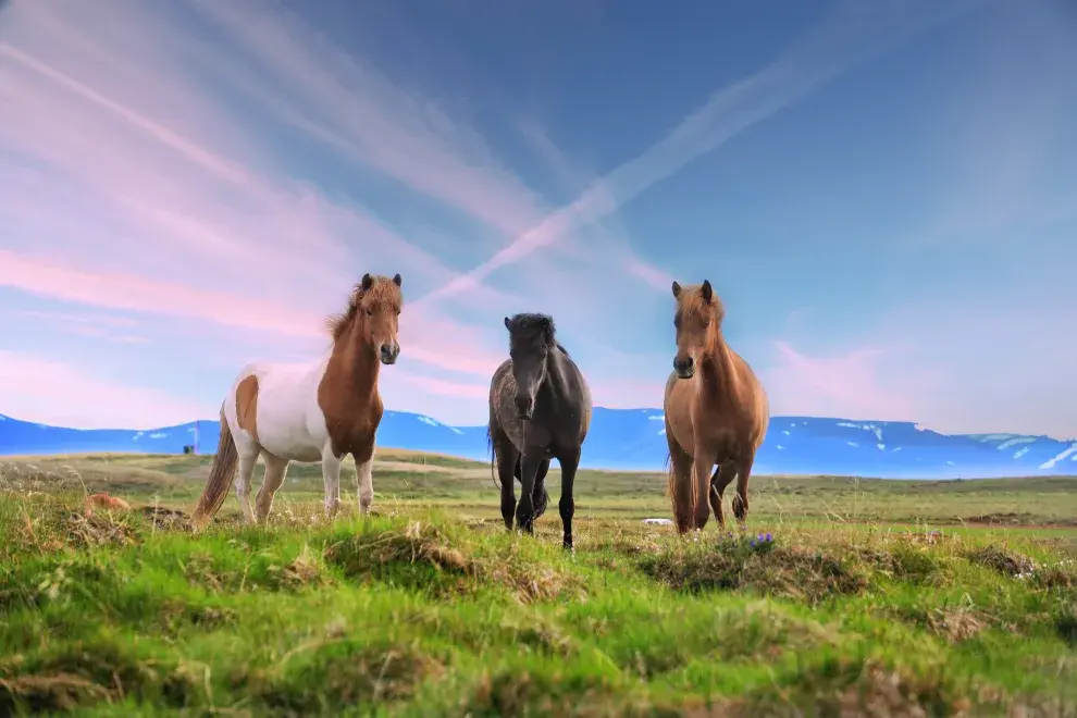 caballos en un campo