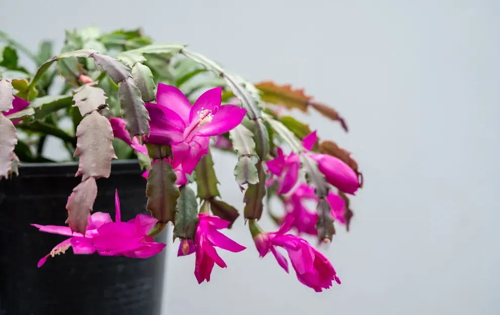 Aunque siempre suelen florecer de color rosa, las flores del cactus también pueden ser blancas o rojas