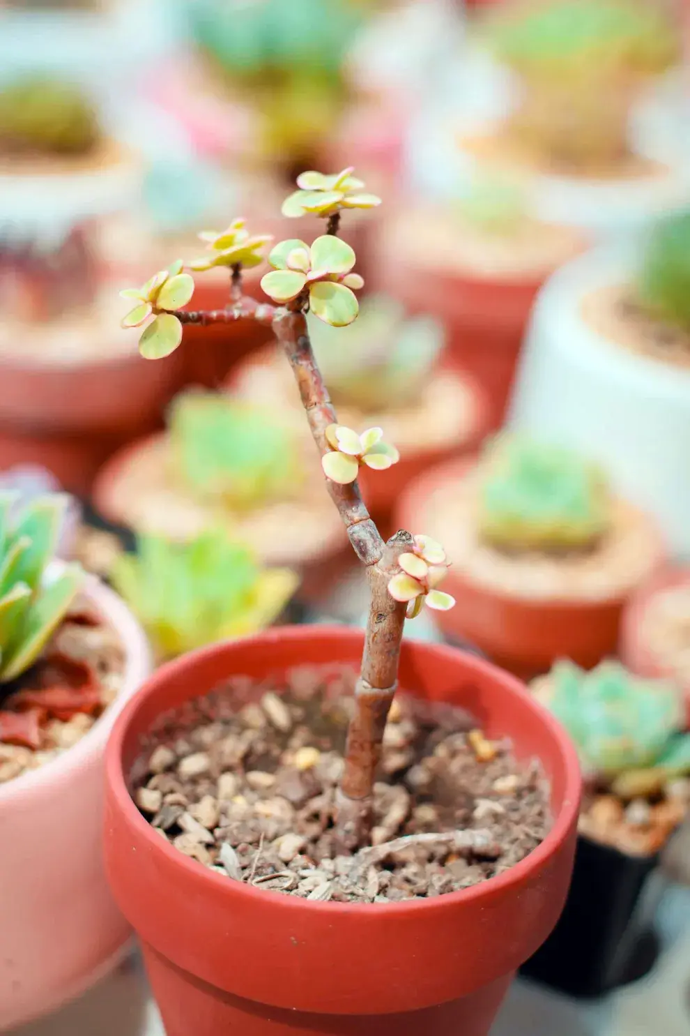 Se reproduce súper fácil, podés hacer gajitos cortando esquejes de tallos o hojas. Lo ideal es esta época del año.