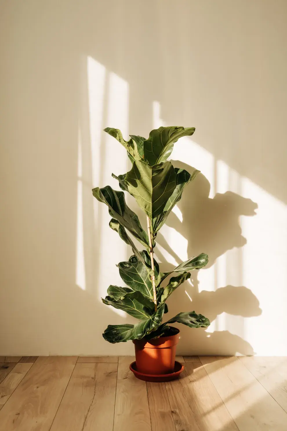 El ficus pandurata te ayuda a renovar el aire.