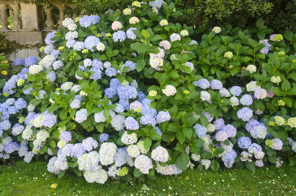 Las hortensias pueden cambiar de color según el sustrato con el que se nutran