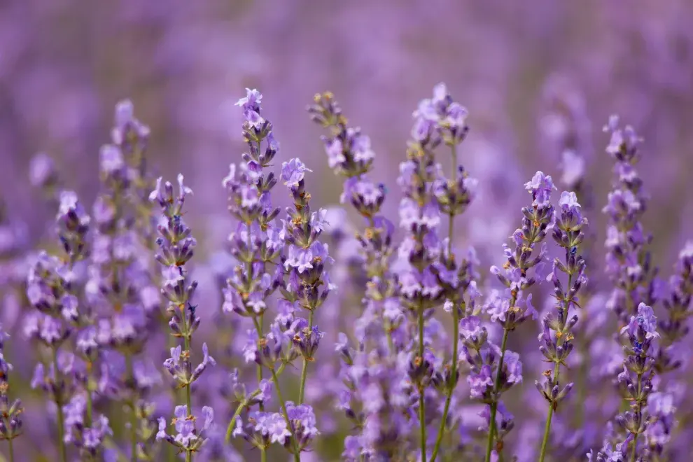 La planta de lavanda eleva las vibraciones, según el feng shui