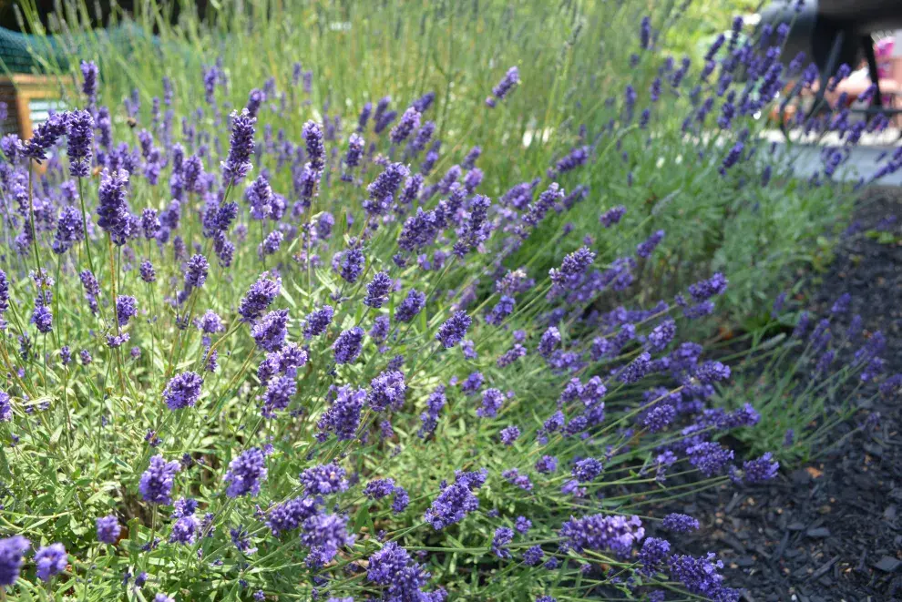 La lavanda debe podarse de mayo a agosto