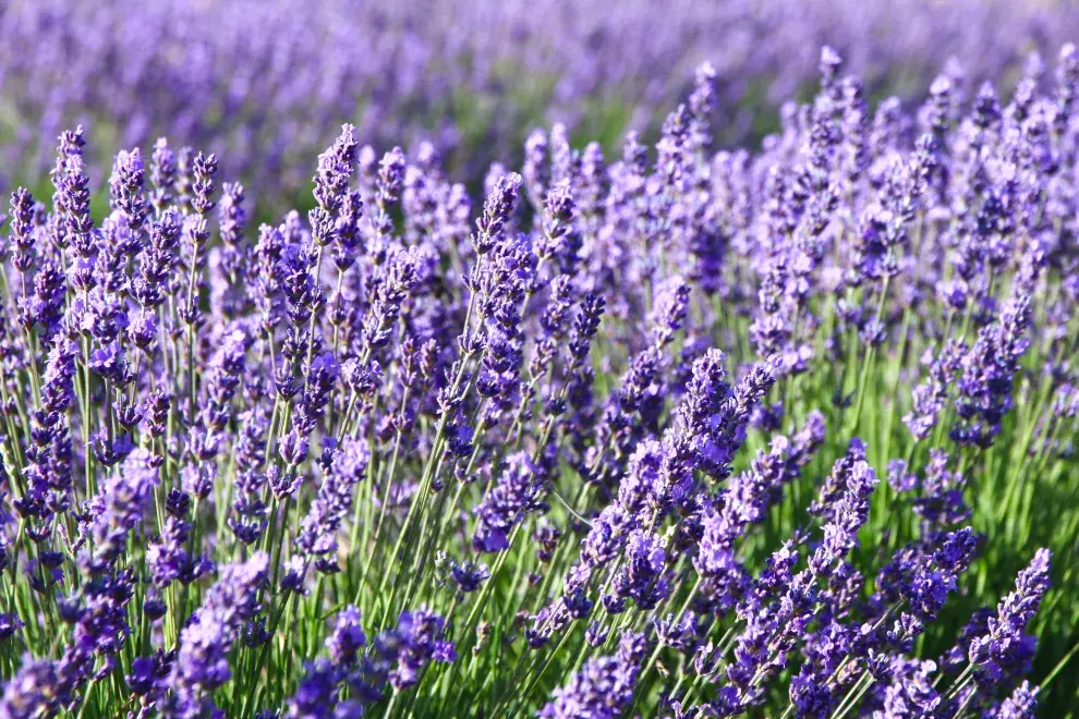 La lavanda necesita un riego cada tres o cuatro días