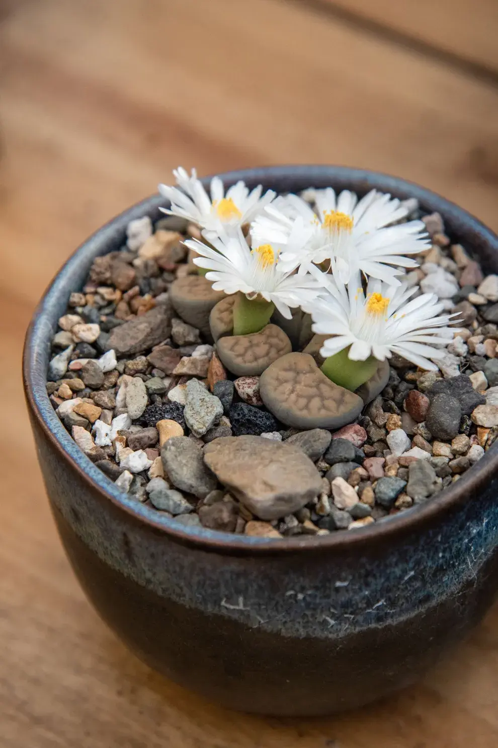 Los lithops, cuando son jóvenes, necesitan un riego regular desde la primavera hasta el comienzo del invierno.