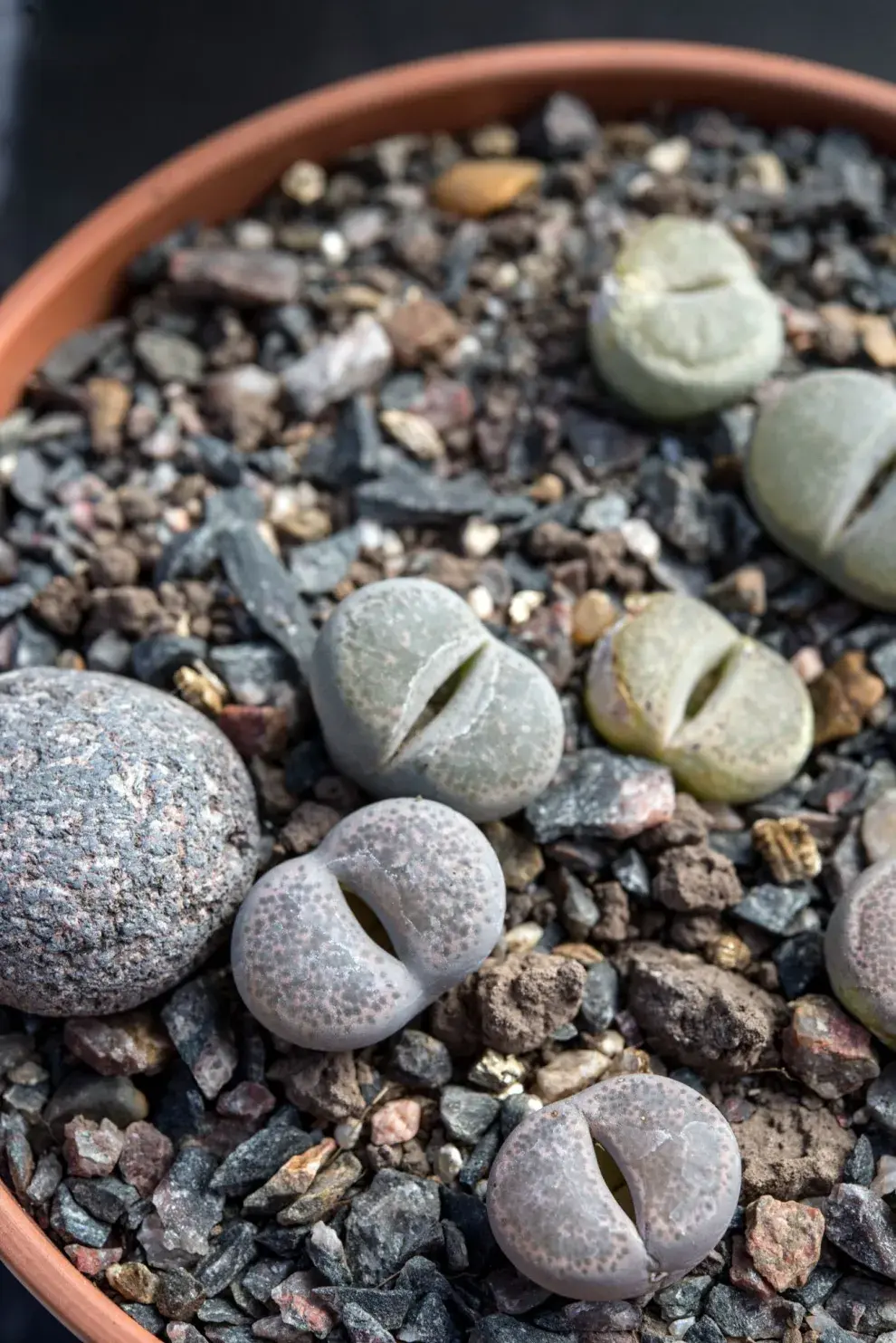 Los lithops tienen colores y texturas llamativas que van desde los grises y verdes hasta tonos rojizos y amarillos