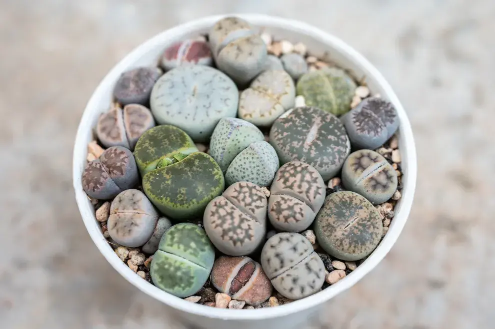 De formas y colores increíbles, los lithops se camuflan con el reino mineral.