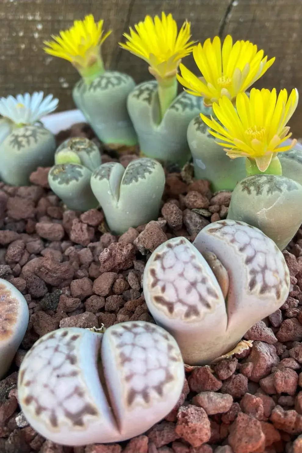 Desde la floración en otoño hasta la muda de hojas, a mediados de la primavera, no se riegan. Es normal que se arruguen, pero no se deben regar