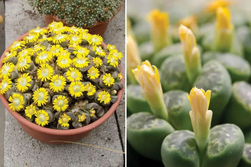 Los lithops pueden vivir muchos años con el cuidado adecuado. En su entorno natural, pueden alcanzar varios años de vida, mientras que en cultivo pueden vivir una década o más.