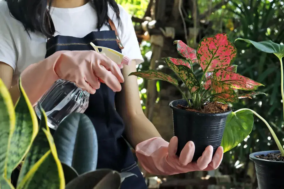 Para cuidar tus plantas es necesario que cuenten con suelos bien drenados y la luz justa y necesaria. 