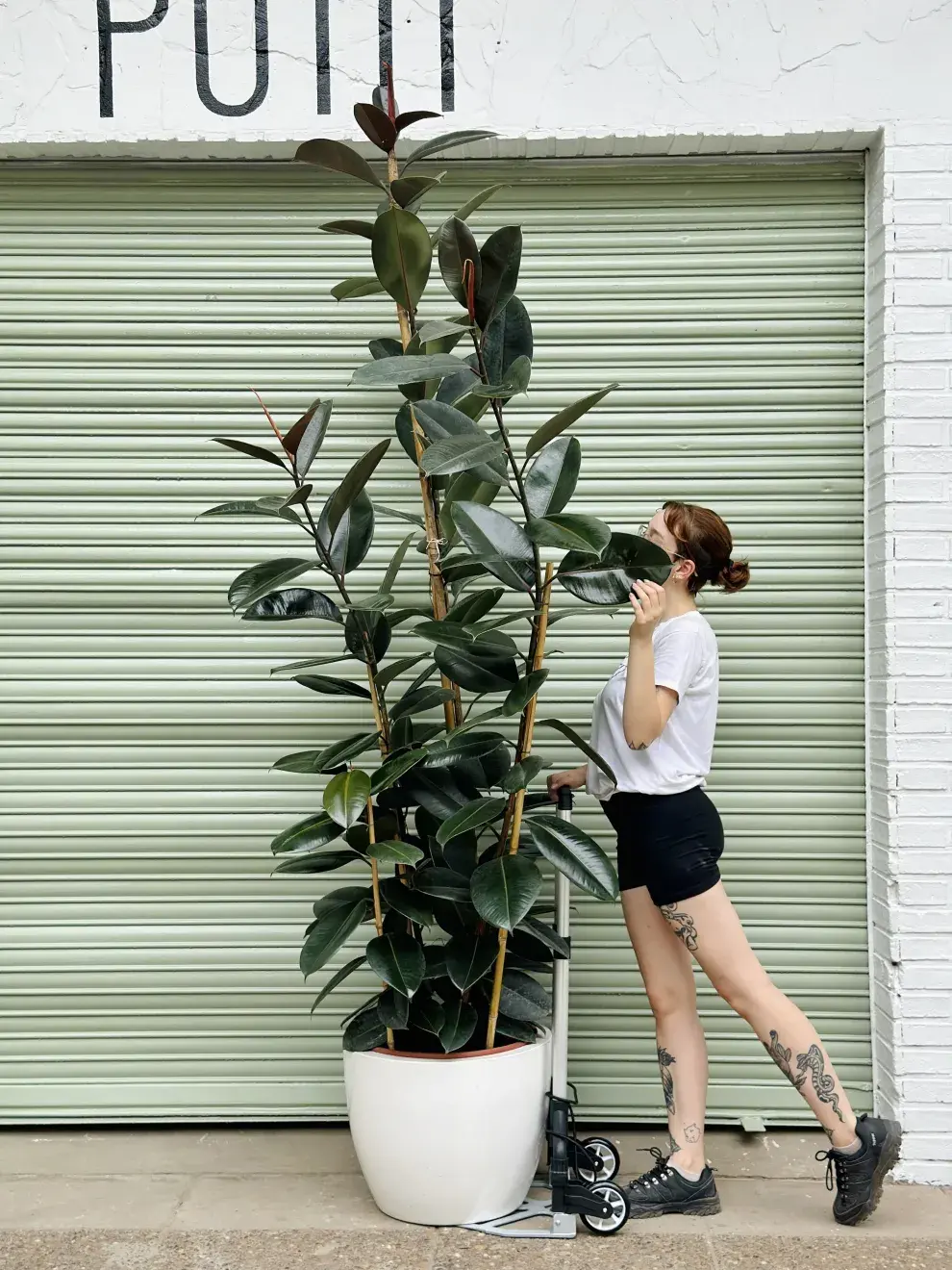 Ficus elástica para bajar la temperatura del ambiente.