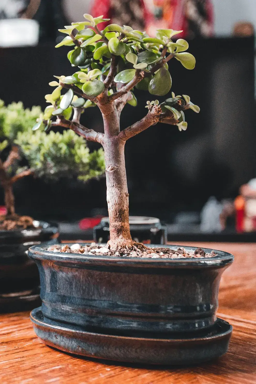 Se adapta perfectamente a las macetas, es un árbol que si tiene mucho espacio lo usa y si no lo tiene, se las arregla bien.