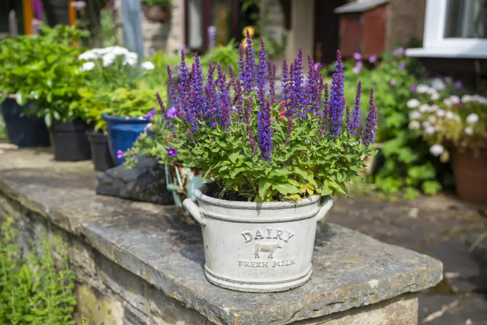 La salvia rusa permanece en flor hasta fines del otoño.