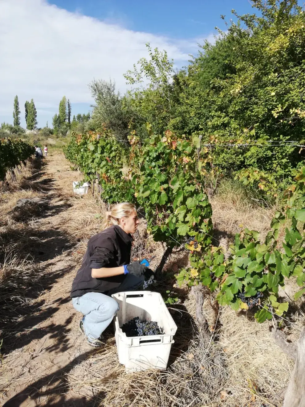 cultivar uvas en Mendoza