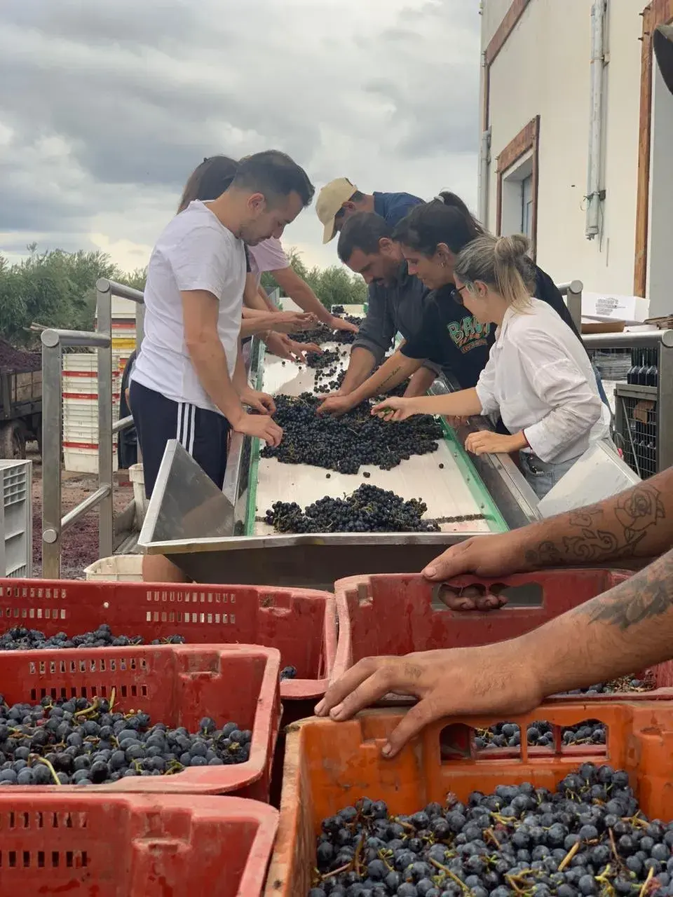 Flor y Tomás ofrecen la experiencia de participar del proceso de elaboración del vino desde cero.