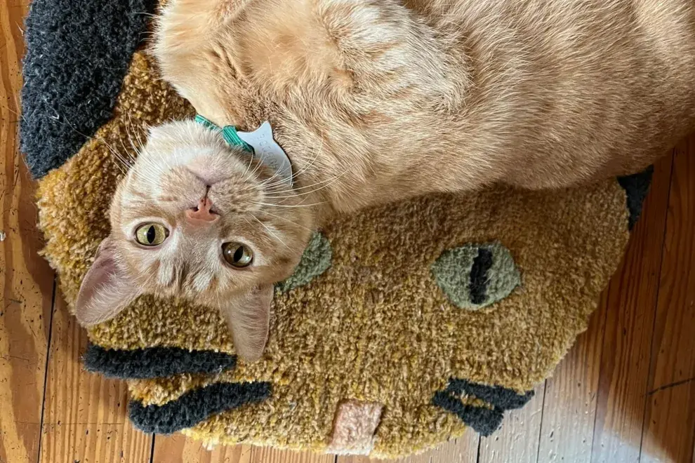 Limón, el rey de la casa, feliz en su trono nuevo.