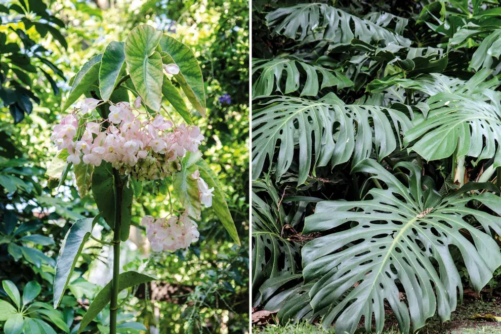 Izquierda: el follaje de la begonia es destacable, el tallo tiene forma de caña y florece casi todo el año. Derecha: cultivada en un patio reparado la Monstera llega como máximo a 3 m de alto