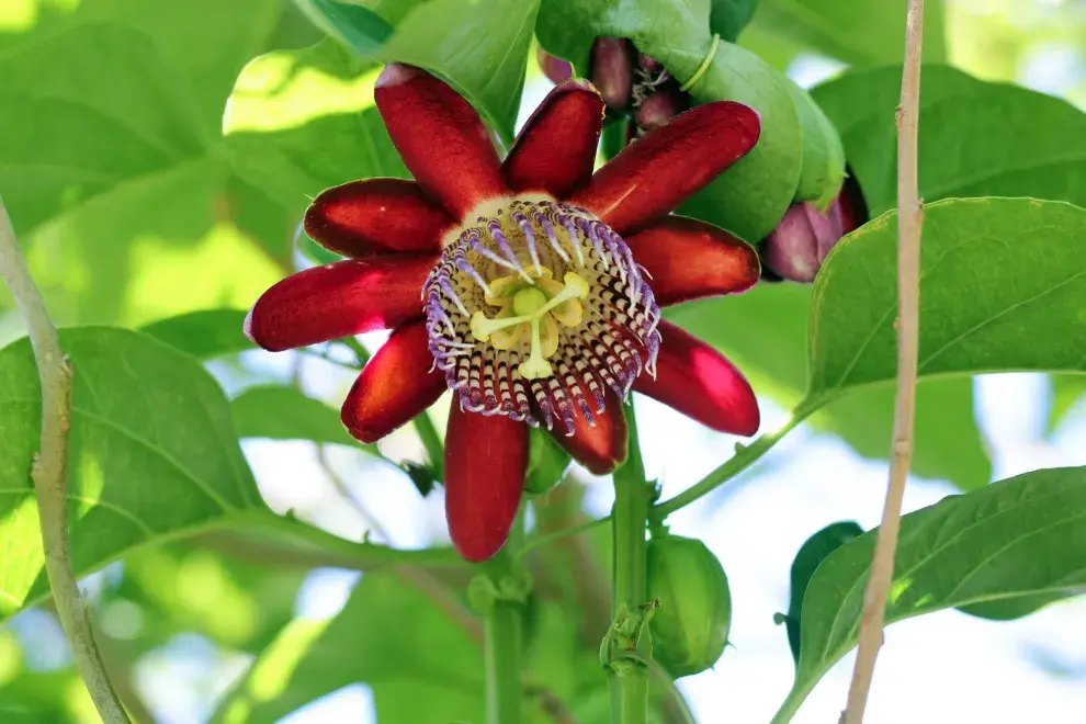 La exuberancia de la Passiflora alata, para quienes gustan de las flores con impacto. 