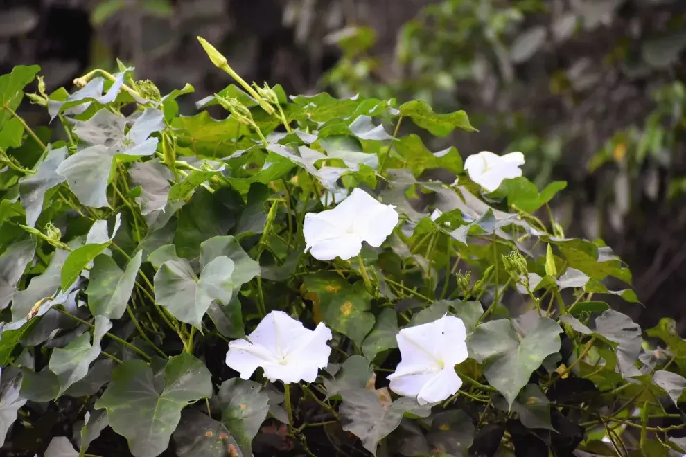 La bella y elegante Ipomea alba, es una planta de floración nocturna.