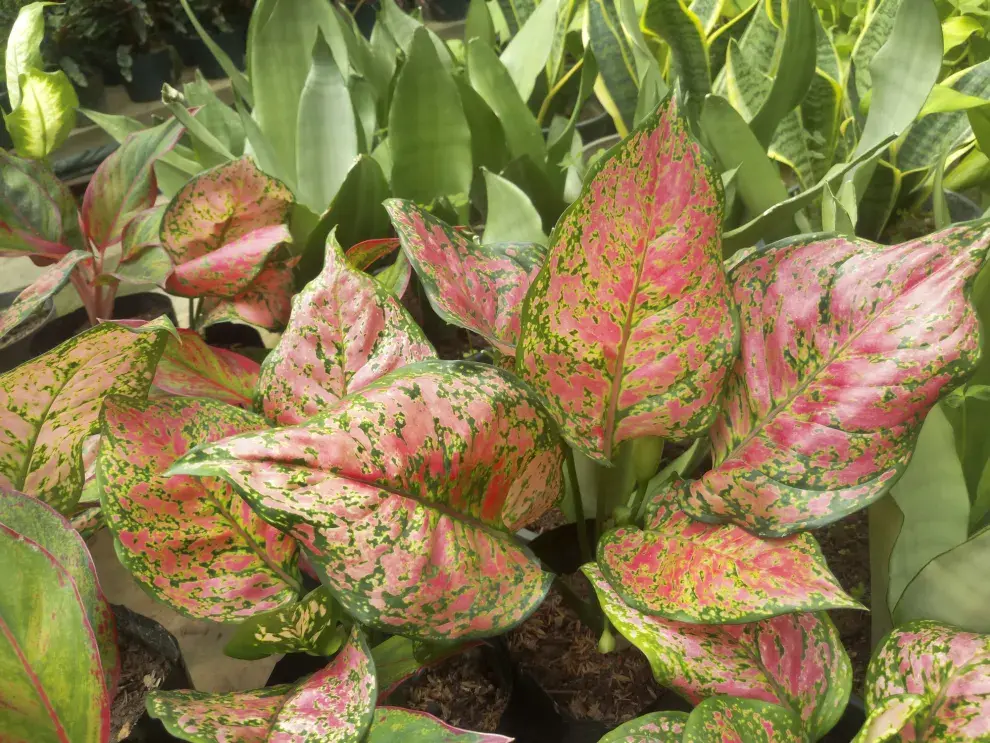 La aglaonema requiere de poca luz y agua.