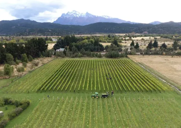 La Patagonia tiene su ruta del vino.