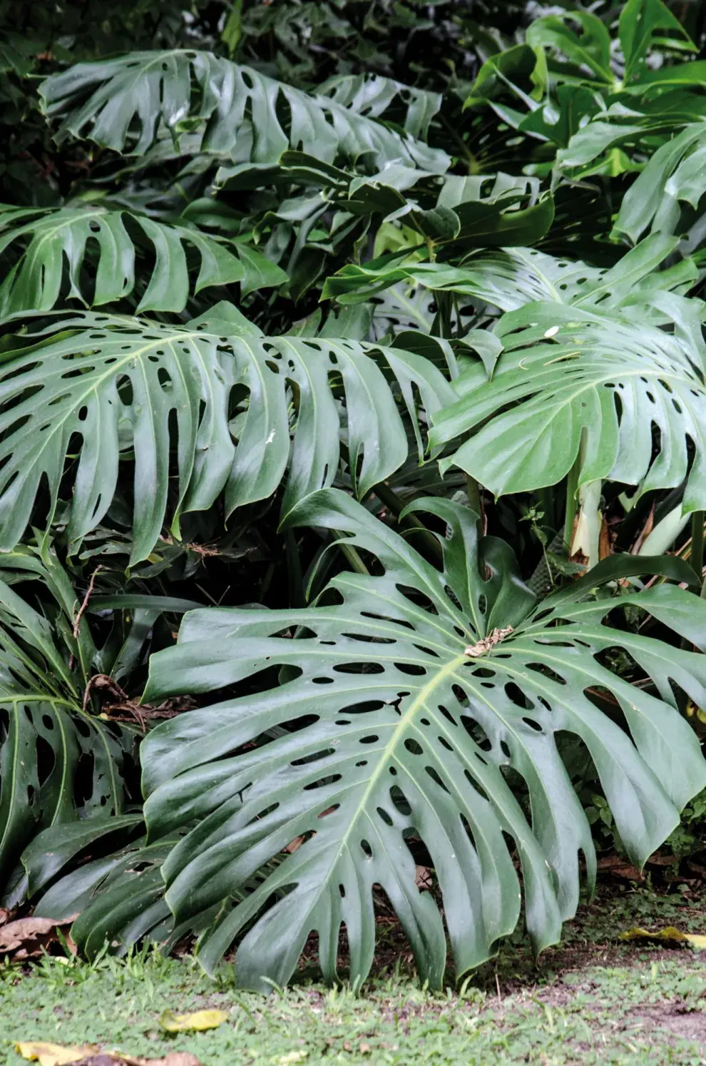 Las hojas de la Monstera se usan mucho en arreglos florales.