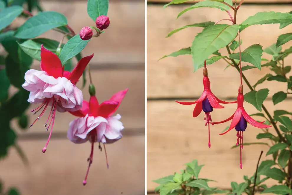 Izquierda: Fuchsia ‘Alice Hoffman’ (flor doble, rosa y blanca). De fácil cultivo y generosa floración hasta el mes de marzo. Derecha: Fuchsia magellanica o chilco. Una especie nativa. 