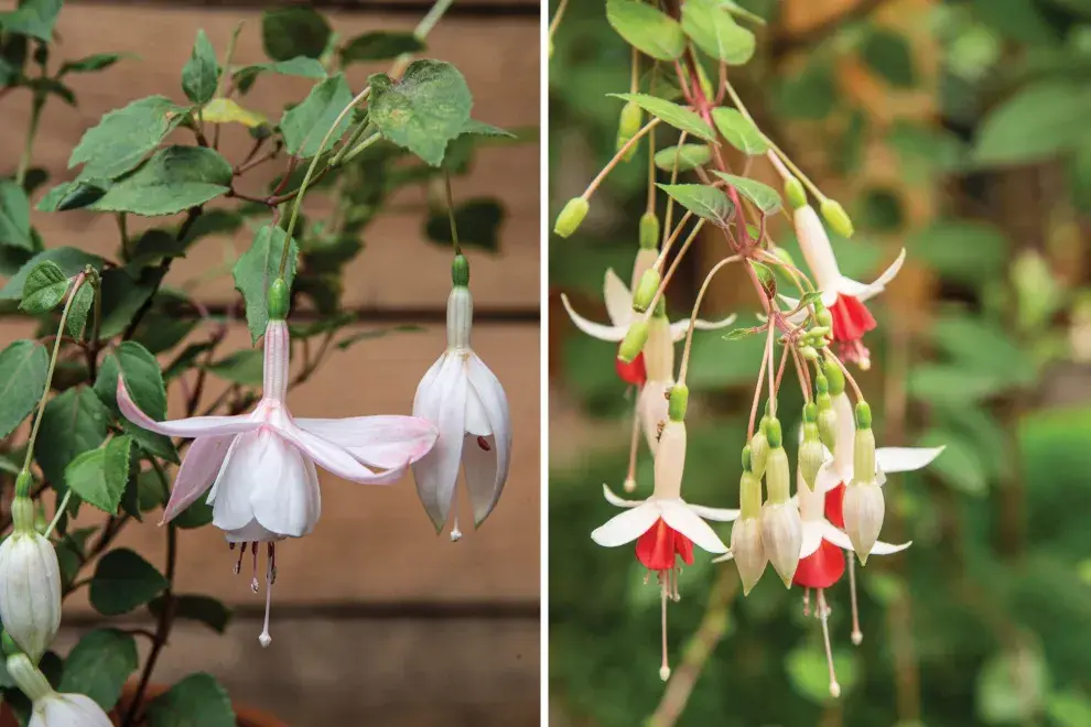 Izquierda: Fuchsia ‘Annabel’ (flor doble, blanca). De grandes flores que, por su peso y tamaño, hacen caer las ramas. Derecha: Fuchsia ‘Ernie’ (flor simple blanca y rosada). Sus tallos son de color más claro, y sumado a la claridad de sus flores, brinda mucha luz.