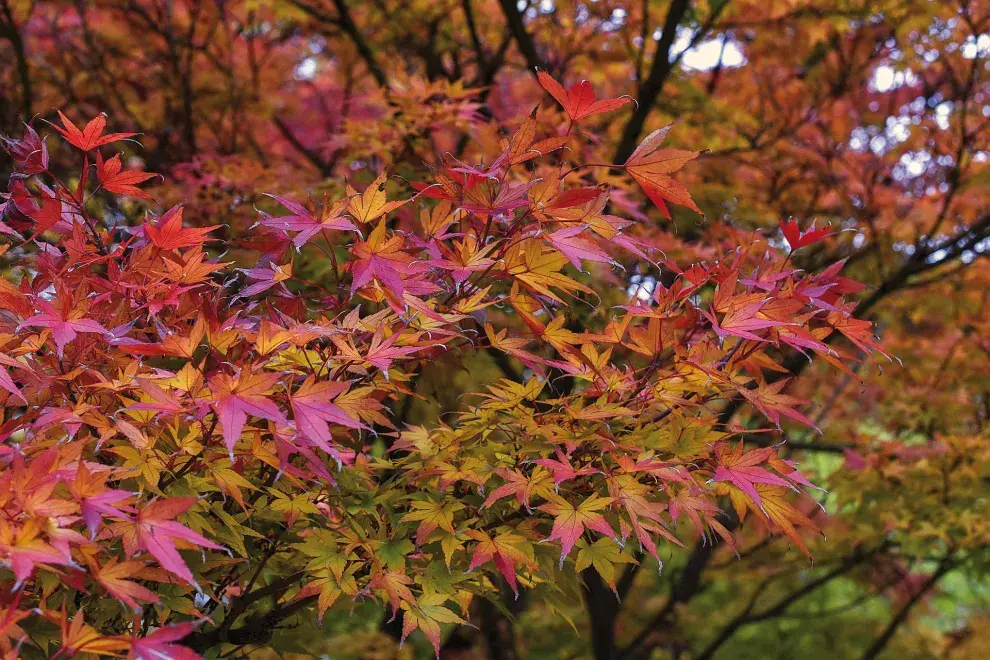 Las hojas del Acer palmatum se ponen rojas en otoño antes de caer.