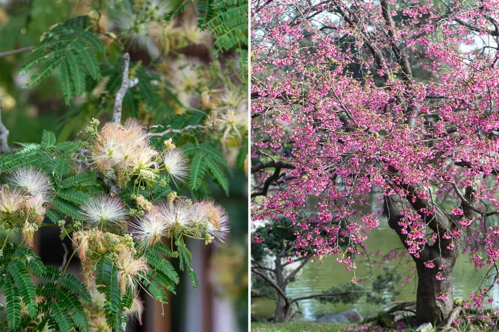 A la izquierda, los pompones rosados de la Albizia julibrissin tienen un aroma delicado que sólo se percibe de cerca. Las flores amariposadas del Árbol del amor -a la derecha-, a veces aparecen sobre los troncos y son color rosa fuerte.