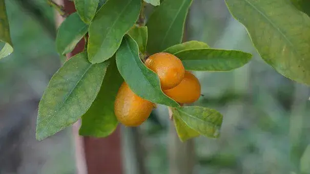 Por su tamaño, un frutal ideal para macetas.