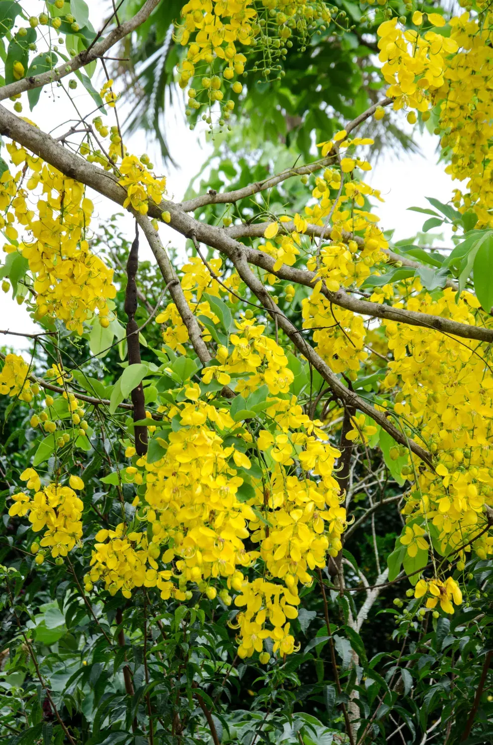 Senna spectabilis, un árbol del noroeste argentino que florece cerca de la fecha de carnaval.