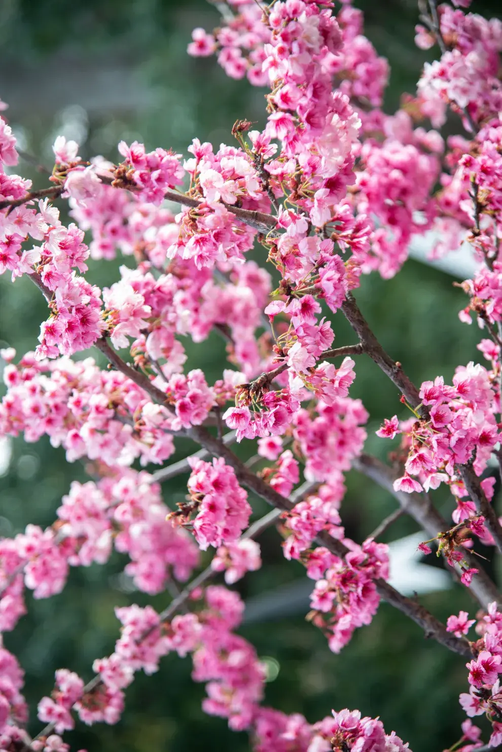 El Sakura florece precozmente luego de pocos años y es de crecimiento bastante rápido.