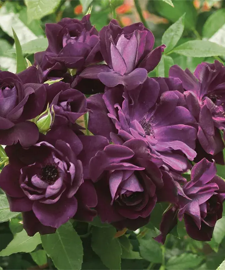 Burgundy iceberg rose