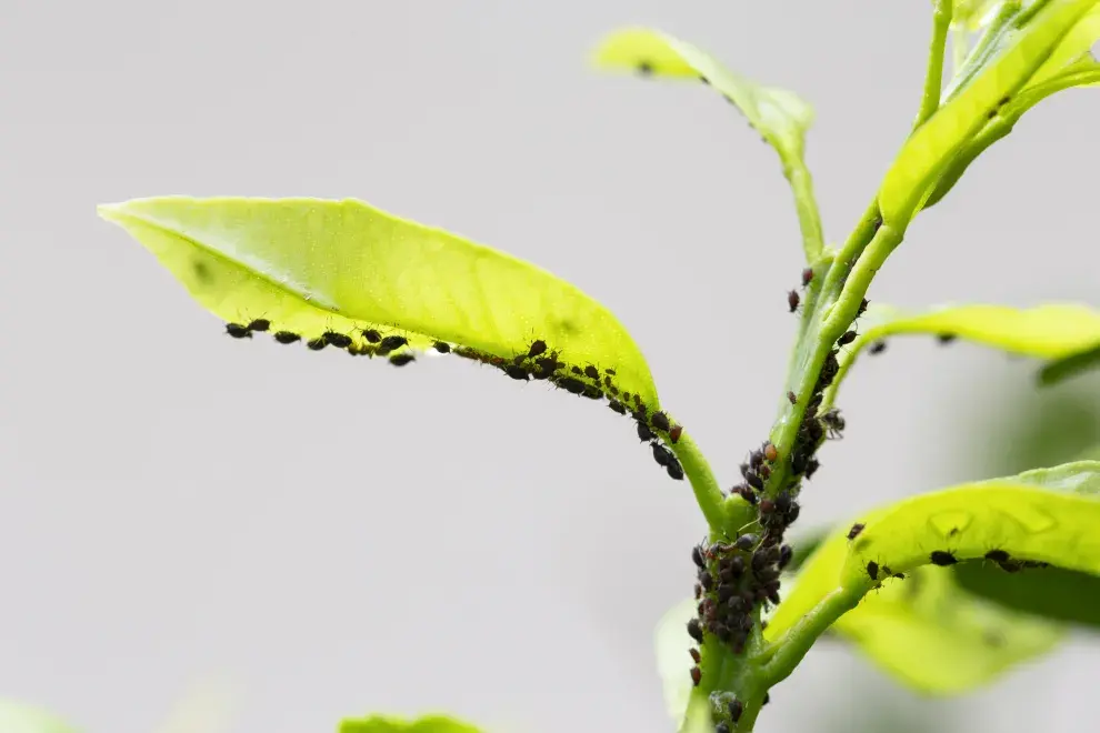 Foto de planta con hormigas.
