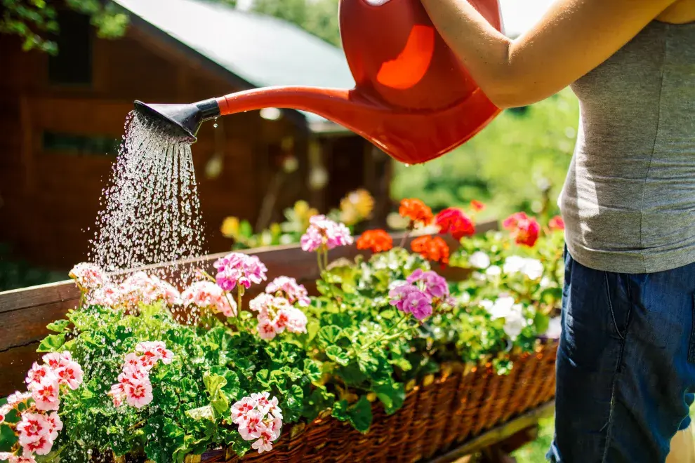 Foto de plantas.