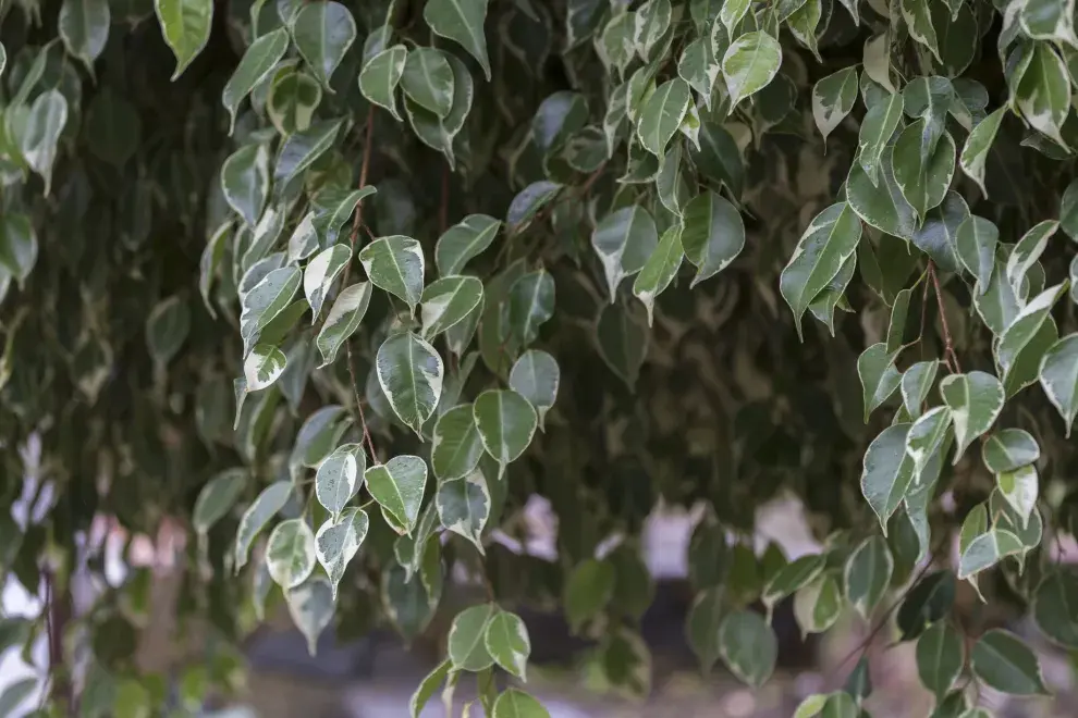 Ficus benjamina