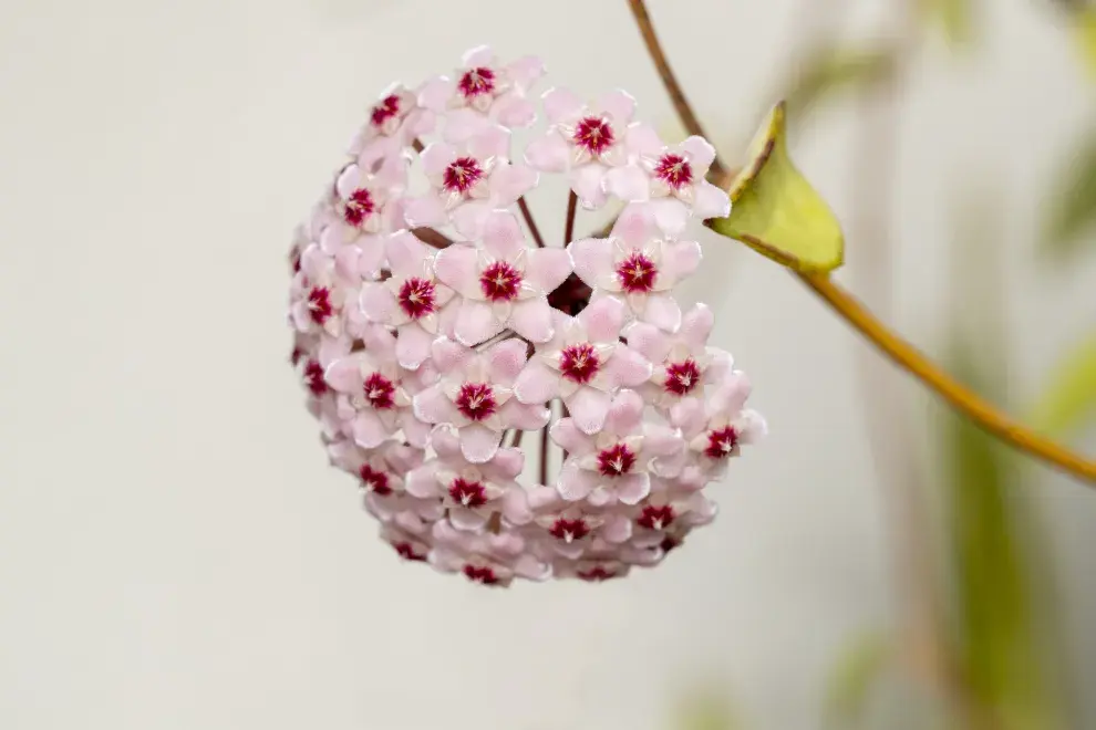 Flor de cera: cuidados y características.