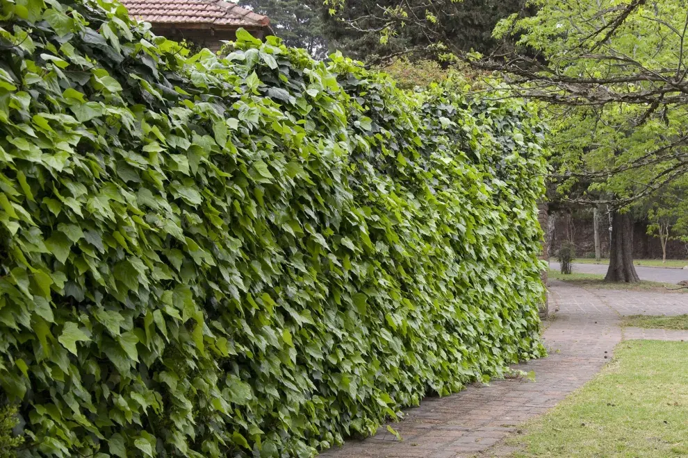 La hiedra común (Hedera helix)