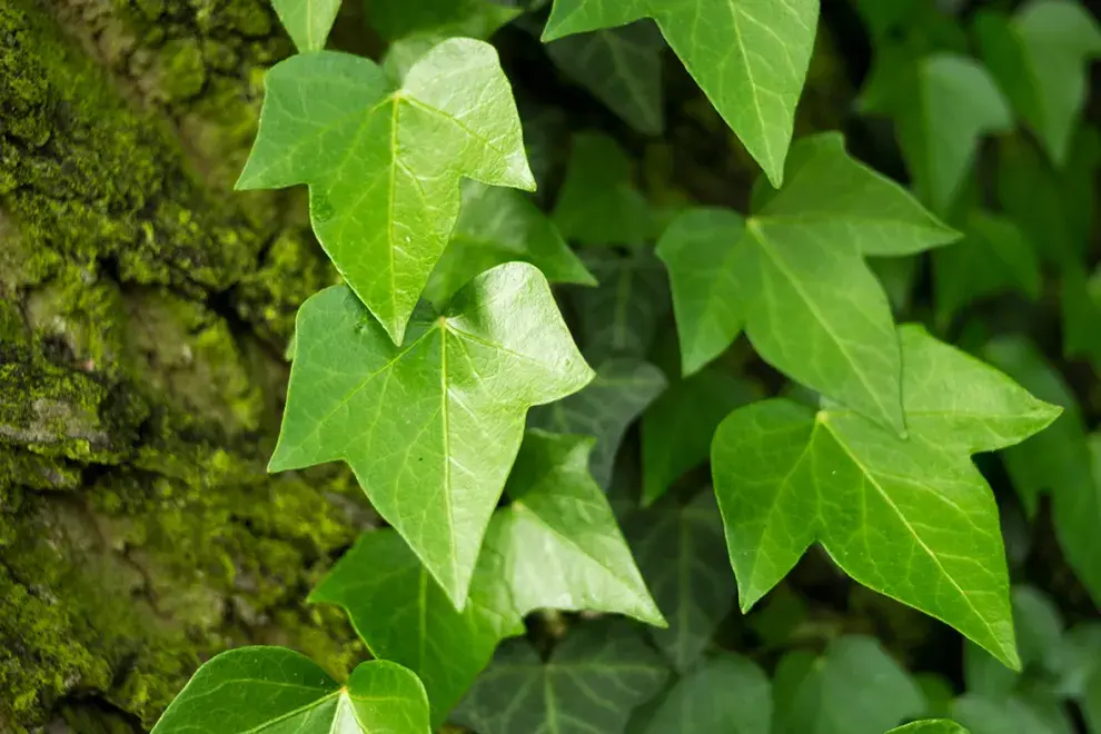 La hiedra común (Hedera helix)