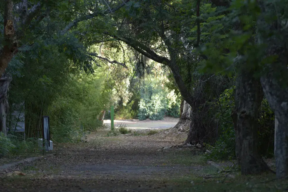 Isla Martín García: zona de bosques.