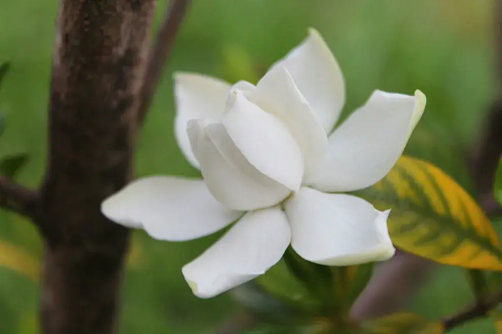 Los jazmines son flores muy codiciadas: unas reinas que deben tener buenas defensas para defenderse de los ataque externos.