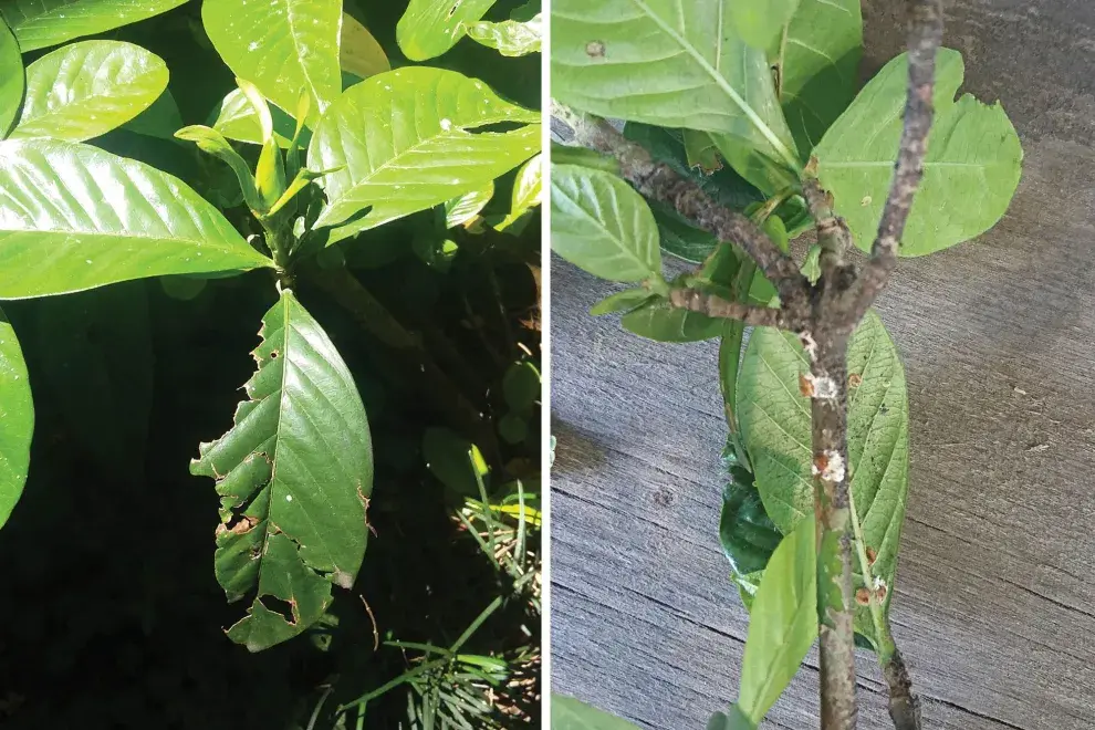 3.	Izquierda: hojas dañadas por insectos masticadores. Derecha: así luce una planta con cochinilla.