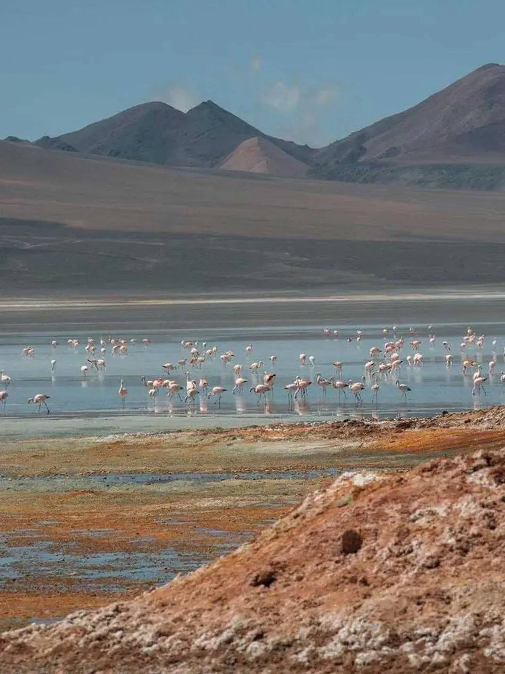 En la laguna podés encontrar diversas aves como la guayata, el pato crestón, el pato barcino, el flamenco andino o parina grande y el flamenco de James o parina chica