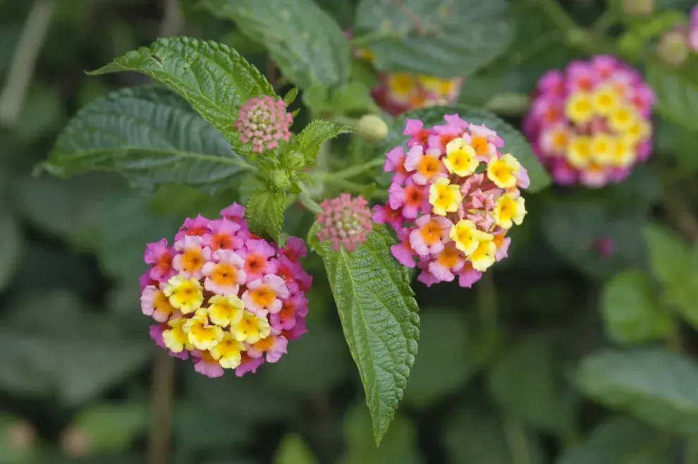 Foto de Lantanas.